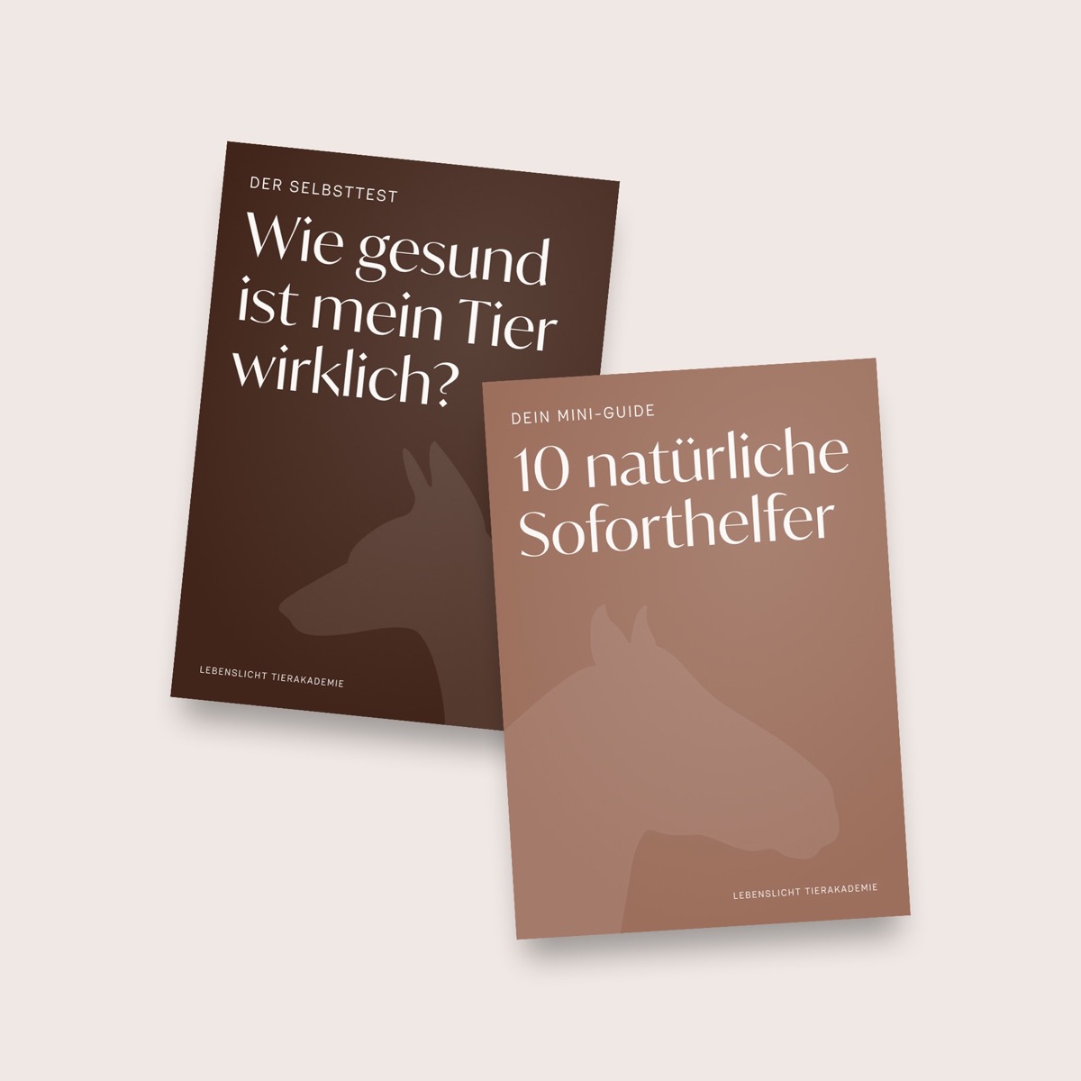 Projekt 5